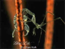 G Y M N A S T
Skeleton Shrimp by Lilian Koh 